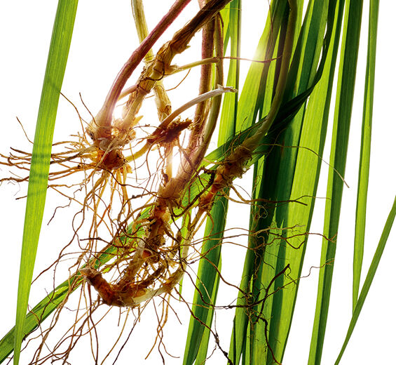 Agropyron-Organiczny ekstrakt z perzu właściwego-Agropyron repens root extract