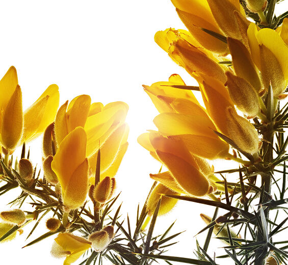 Kolcolist-Organiczny ekstrakt z kolcolistu-Ulex europaeus leaf/root/stem extract