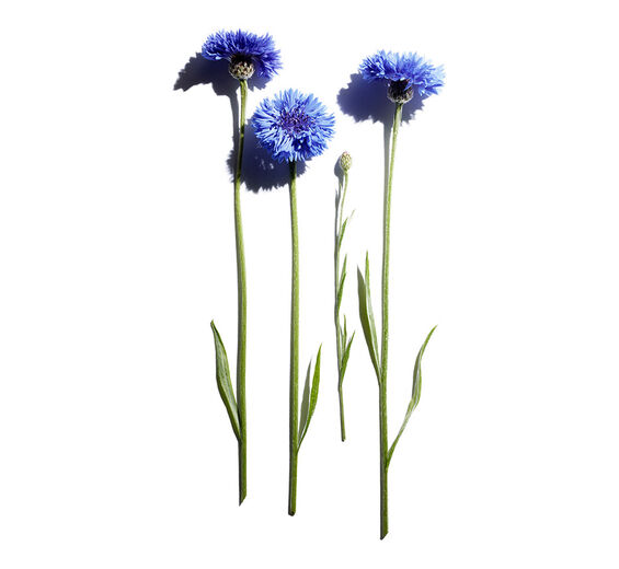 Chaber bławatek-Organiczny ekstrakt z chabra bławatka-Centaurea cyanus flower extract