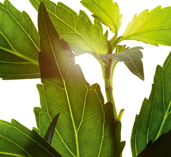 Ortosyfon groniasty-Ekstrakt z herbaty jawajskiej-Orthosiphon stamineus extract