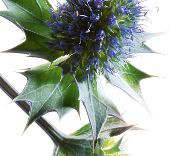 undefined-Organiczny ostrokrzew morski-Eryngium maritimum extract