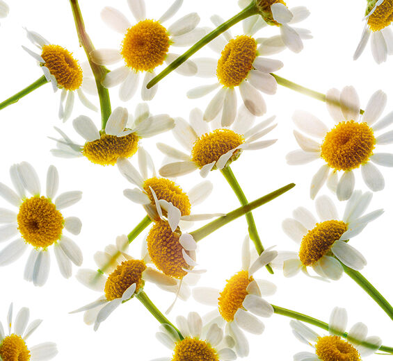 Rumianek rzymski-Olejek eteryczny z rumianku rzymskiego-Anthemis nobilis flower oil