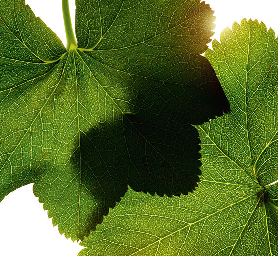 Przywrotnik-Ekstrakt z przywrotnika-Alchemilla vulgaris extract