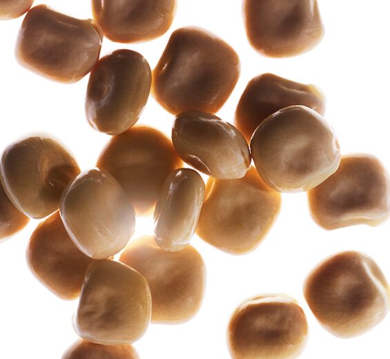 Łubin biały-Organiczny ekstrakt z białego łubinu-Hydrolyzed lupine protein