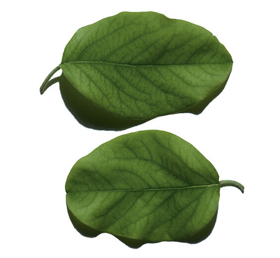 Pigwa-Ekstrakt z liści pigwy-Cydonia oblonga leaf extract