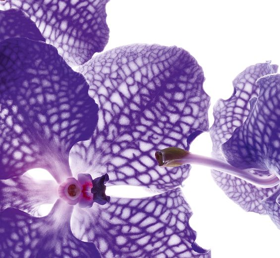 Niebieska ochidea-Ekstrakt z niebieskiej orchidei-Orchid extract,vanda coerulea extract