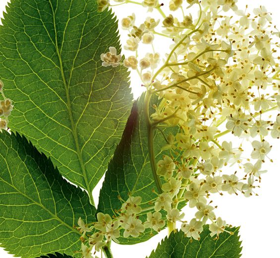 Bez czarny-Organiczny ekstrakt z czarnego bzu-Sambucus nigra flower extract