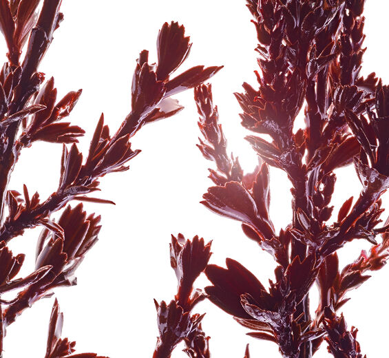 Myrothamnus flabellifoliu-Ekstrakt z myrothamnusa-Myrothamnus flabellifolia leaf/stem extract