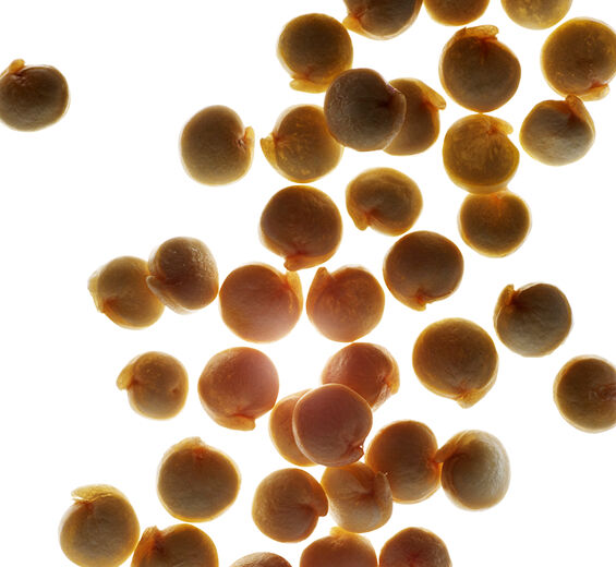 Komosa ryżowa-Ekstrakt z komosy ryżowej-Chenopodium quinoa seed extract