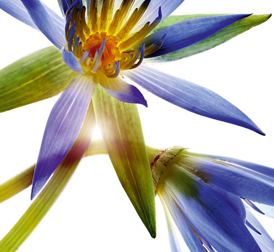 Błękitna orchidea-Niebieski lotos-Nymphaea caerulea flower extract