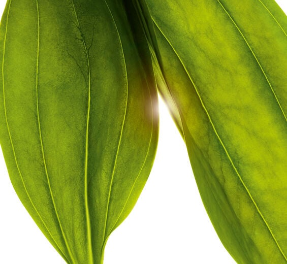 Goryczka ż&oacute;łta-Organiczny ekstrakt z goryczki ż&oacute;łtej-Gentiana lutea extract