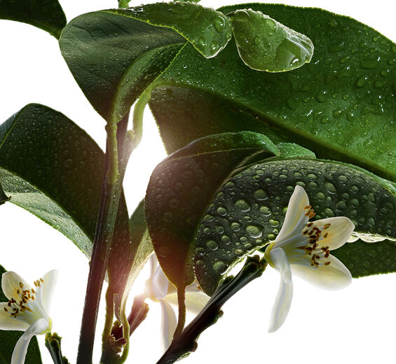 Pomarańcza gorzka-Wosk z kwiatów gorzkiej pomarańćzy-Citrus aurantium amara (bitter orange) flower wax