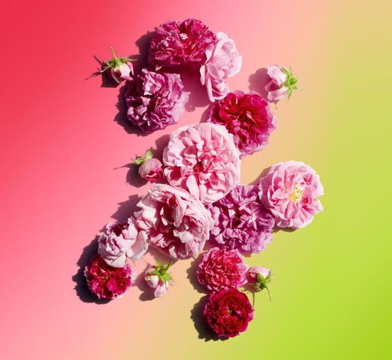 Róża damasceńska-Wosk różany-Rosa damascena flower wax