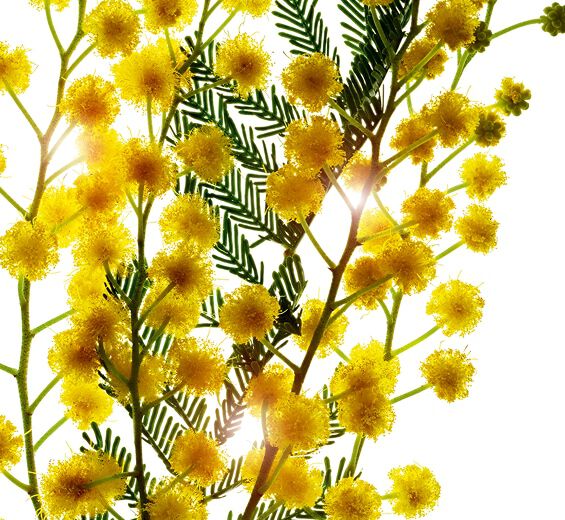 Akacja-Mikrogranulki akacji-Acacia Senegal gum