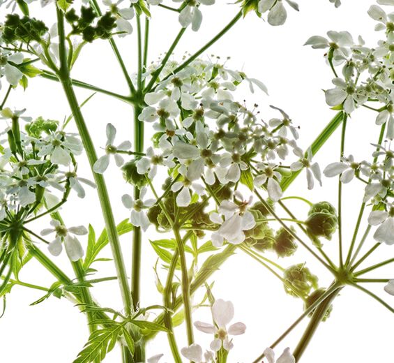 Trybula leśna-Organiczny ekstrakt z trybuli leśnej-Anthriscus sylvestris extract