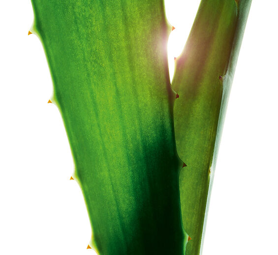 Aloes-Ekstrakt z aloesu zwyczajnego-Aloe barbadensis leaf juice,aloe barbadensis leaf juice powder
