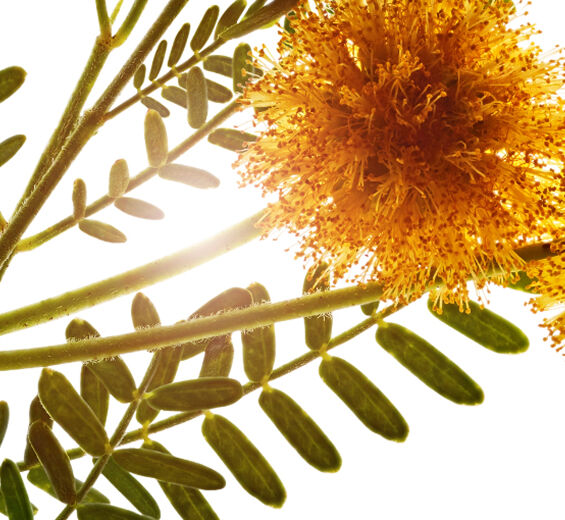 Akacja-Wosk z akacji-Acacia farnesiana flower wax
