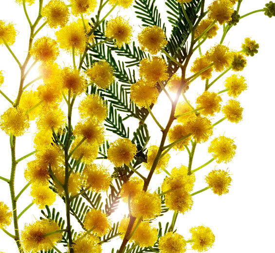 Mimosa tenuiflora-Ekstrakt z mimozy-Sorbic acid