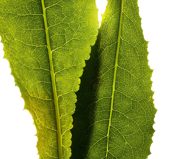 Cykoria-Ekstrakt z cykorii-Cichorium intybus (chicory) leaf extract