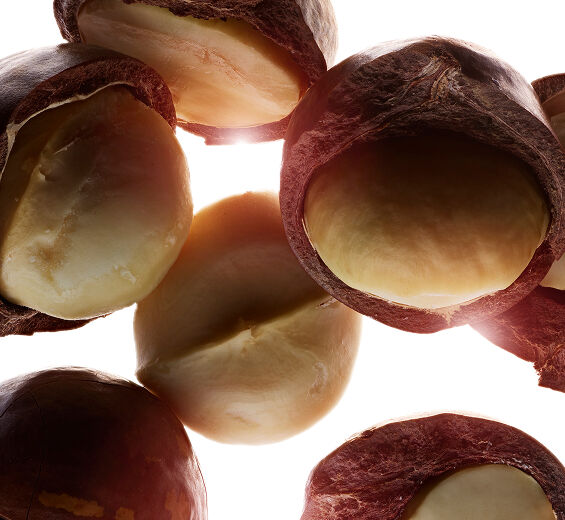 Drzewo makadamia-Organiczny olej makadamia-Macadamia ternifolia seed oil