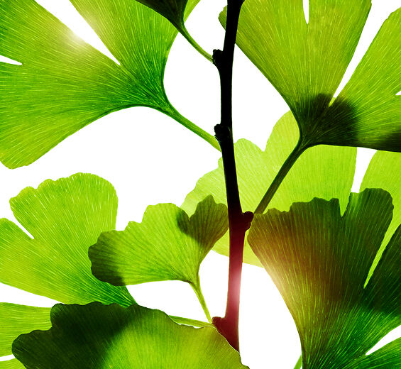 Biloba-Ekstrakt z miłorzębu-Ginkgo biloba leaf extract