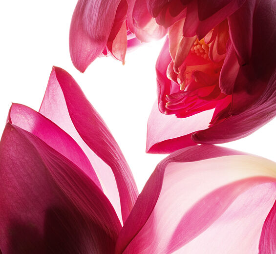 Lotus-Ekstrakt z kwiatu lotusu-Nelumbo nucifera flower extract