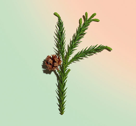 Kryptomeria japońska-Organiczny ekstrakt z kryptomerii-Cryptomeria japonica bud extract