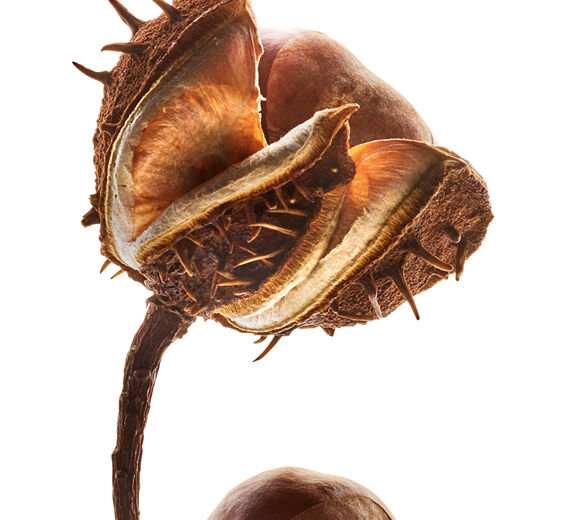 Kasztanowiec-Escyna z kasztanowca-Escin