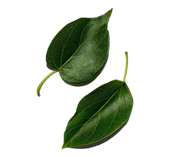 Gurmar-Ekstrakt z gurmaru-Gymnema sylvestre leaf extract