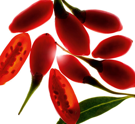 Jagody Goji-Ekstrakt z owoców goji bio-Lycium barbarum fruit extract