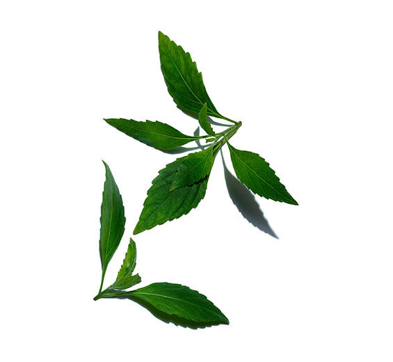 Ortosyfon groniasty-Ekstrakt z herbaty jawajskiej-Orthosiphon stamineus extract