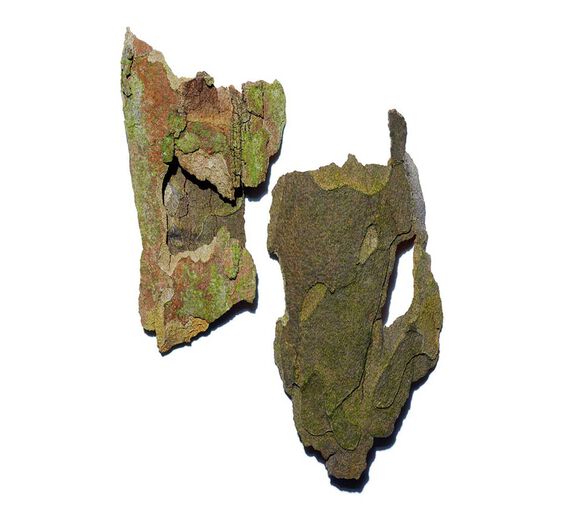 Platan zachodni-Ekstrakt z platana-Platanus occidentalis bark extract