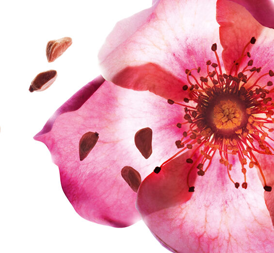 Róża rdzawa-Organiczny olejek z dzikiej róży-Rosa rubiginosa seed oil