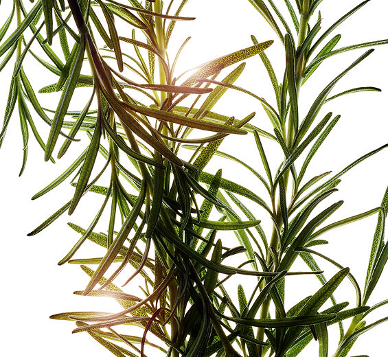 Rozmaryn-Ekstrakt z rozmarynu-Rosmarinus officinalis (rosemary) leaf extract