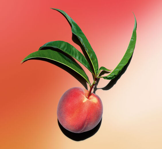 Drzewo brzoskwiniowe-Mleczko drzewa brzoskwiniowego-Prunus persica (peach) leaf extract
