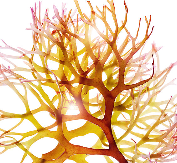 Mech irlandzki-Ekstrakt z mchu irlandzkiego-Chondrus crispus (carrageenan) extract