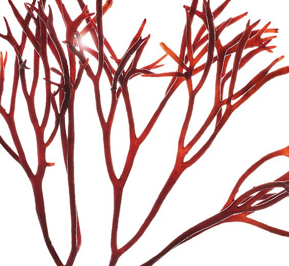 Widlik-Ekstrakt z widlika-Furcellaria lumbricalis extract