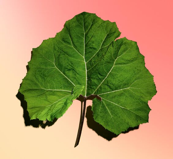 Lepiężnik różowy-Organiczny ekstrakt z lapiężnika-Petasites hybridus leaf extract