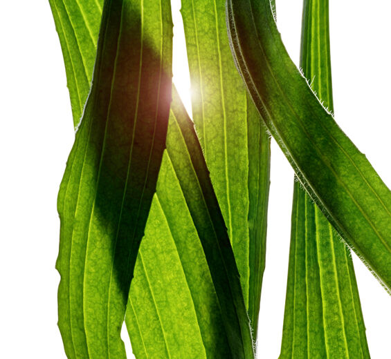 Babka lancetowata-Ekstrakt z babki lancetowatej-Plantago lanceolata leaf extract