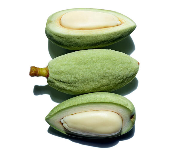 Drzewo migdałowe-Organiczny olej ze słodkich migdałów-Prunus amygdalus dulcis (sweet almond) oil
