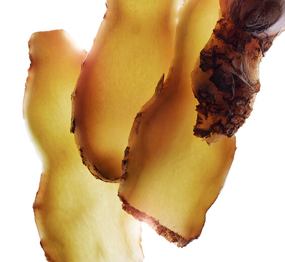 Imbir cytwarowy-Ekstrakt z imbiru cytwarowego-Zingiber zerumbet extract