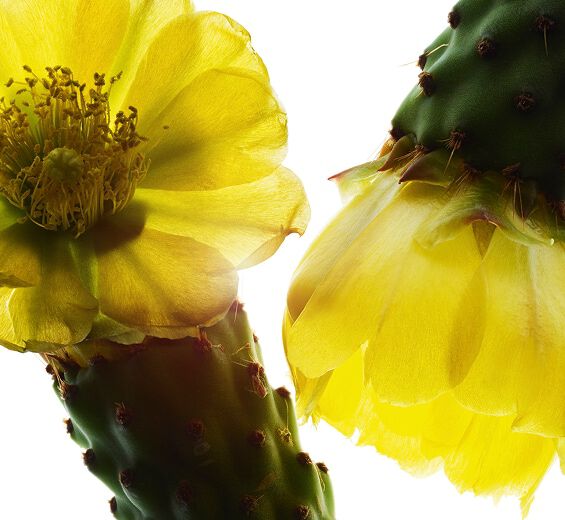 Opuncja figowa-Ekstrakt z opuncji figowej-Hydrolyzed opuntia ficus-indica flower extract