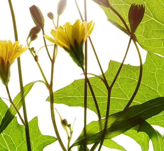 Łoczyga pospolita-Ekstrakt z łoczygi pospolitej-Lapsana communis flower/leaf/stem extract