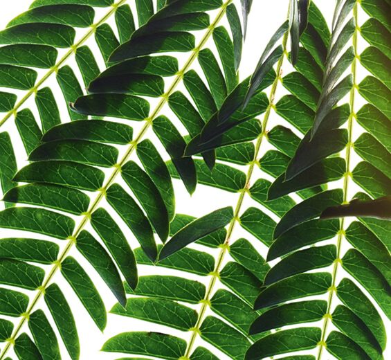 Albicja-Ekstrakt z kory albicji-Albizia julibrissin bark extract