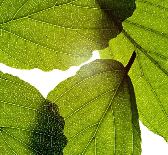 Oczar wirginijski-Ekstrakt z oczaru wirginijskiego-Hamamelis virginiana (witch hazel) leaf extract