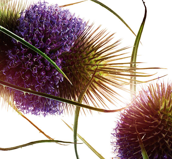 Oset-Ekstrakt z łzawicy-Dipsacus sylvestris extract