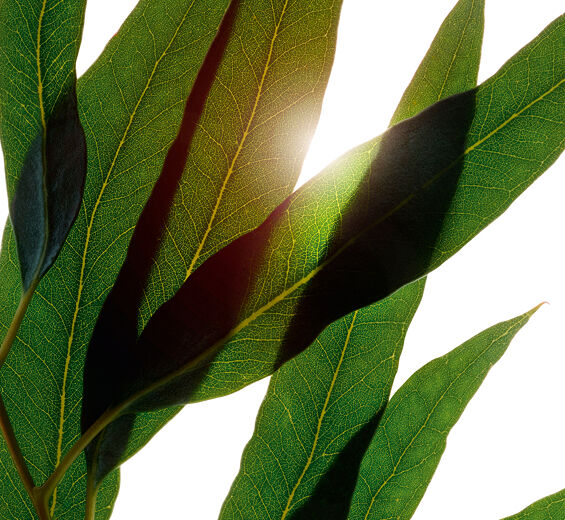 Eukaliptus-Organiczn olejek etyryczny z eukaliptusa-Eucalyptus globulus leaf oil
