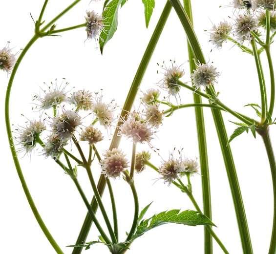 Żankiel zwyczajny-Organiczny ekstrakt z żankiela-Sanicula europaea extract