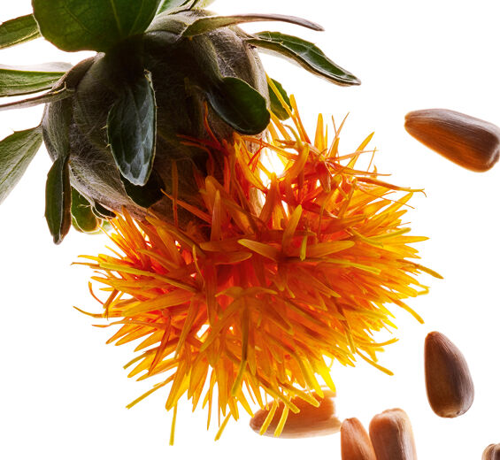 Krokosz barwierski-Ekstrakt z krokosza brawierskiego-Carthamus tinctorius (safflower) seedcake extract