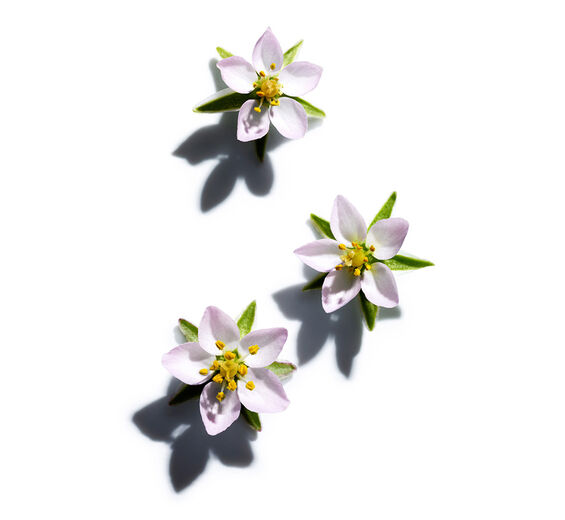 Muchotrzew Polny-Ekstrakt z wydmuchrzycy-Spergularia rubra extract